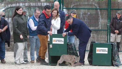 linces