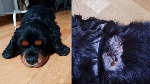 El perro del padre de Cristina Ouvi&ntilde;a, zaragozana y jugadora de baloncesto en el Valencia Basket, sufri&oacute; una agresi&oacute;n por parte de otro can este lunes en un parque de Zaragoza. Fotos: Facebook Maricris Ouvi&ntilde;a