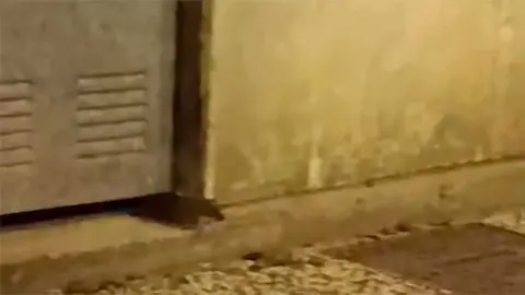 rata