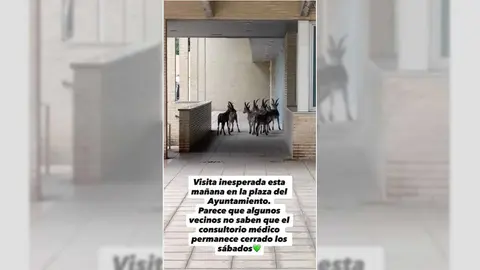 CABRAS