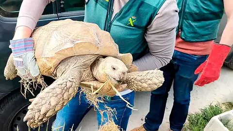 El Seprona de la Guardia Civil constat&oacute; que se trataba de una tortuga de espolones africana, cuyo nombre cient&iacute;fico es Centrochelys sulcata.