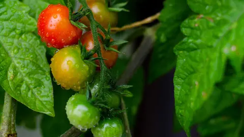tomate-teruel-cultivo-siembra