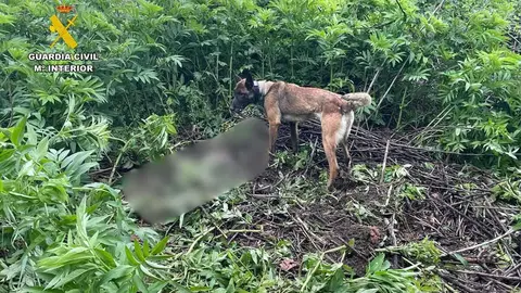 El cad&aacute;ver de un hombre fue localizado la pasada semana en un paraje del t&eacute;rmino municipal de La Almunia de Do&ntilde;a Godina. Foto: Guardia Civil