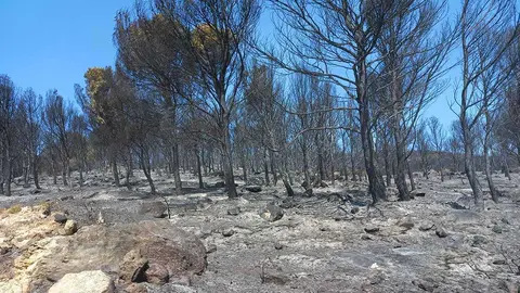incendio-forestal-arag&oacute;n-a&ntilde;&oacute;n-de-moncayo