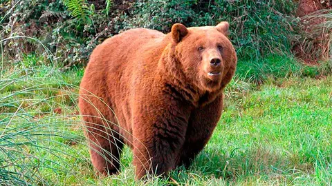 Oso pardo