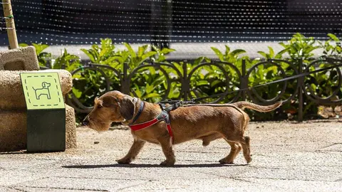 perros-suelta-zaragoza-restricciones-medidas
