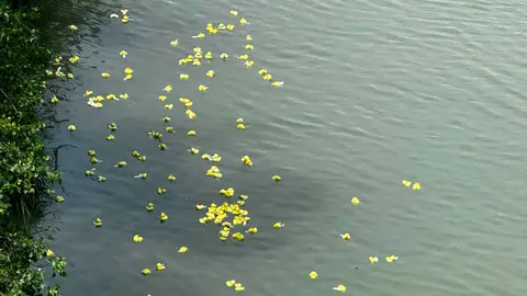 PATOS-7