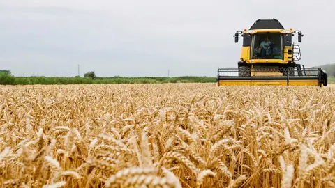 Se espera una cosecha media de cereal de invierno, el cual se vio afectado por las altas temperaturas en mayo | Foto: Arag&oacute;n Digital