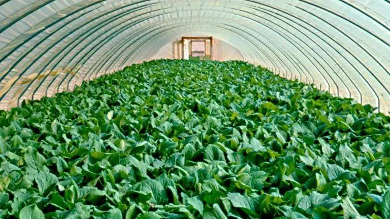 El CITA va a coordinar un proyecto sobre la sostenibilidad, la innovaci&oacute;n varietal y la mejora de la productividad de la borraja