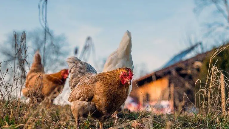 Se procesar&aacute;n hasta 200 toneladas de gallinaza para la obtenci&oacute;n de ese biog&aacute;s