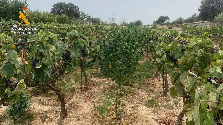 Cultivo de marihuana entre vides