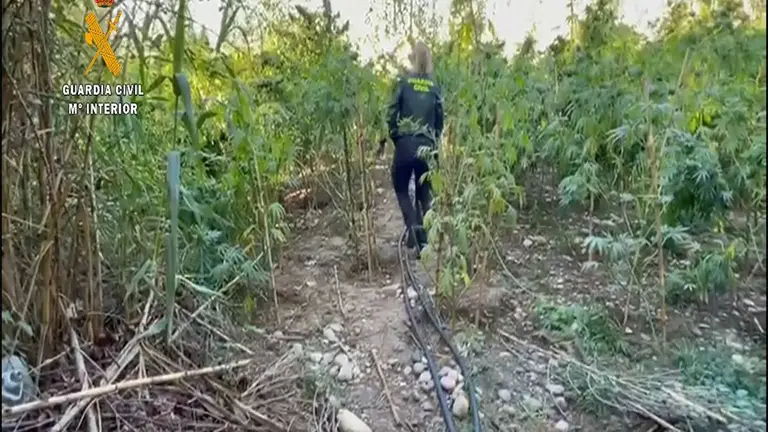 Una Guardia Civil se adentra en la macroplantaci&oacute;n