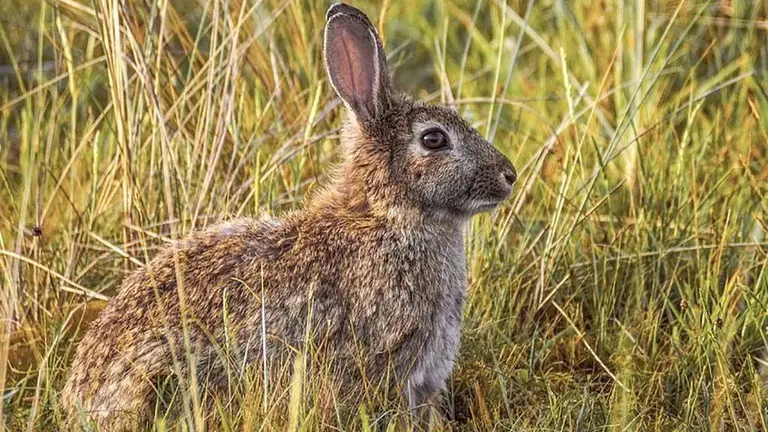 Conejo