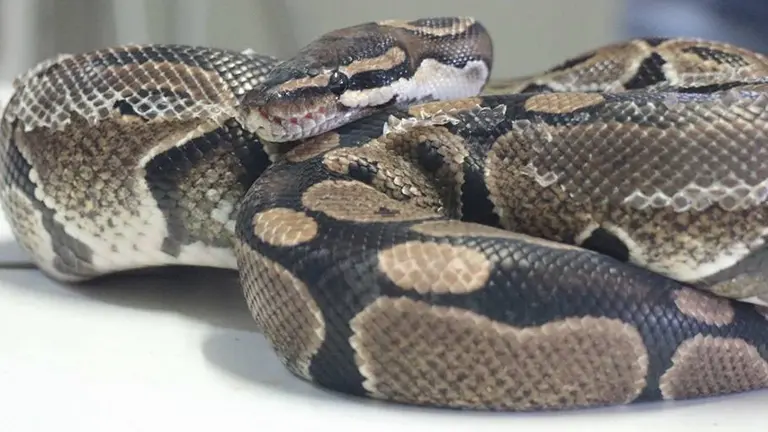 Pit&oacute;n