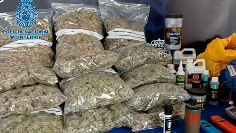 Bolsas de marihuana
