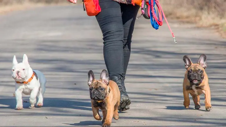 Tres perros paseando