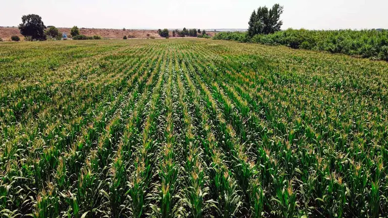 agricultura