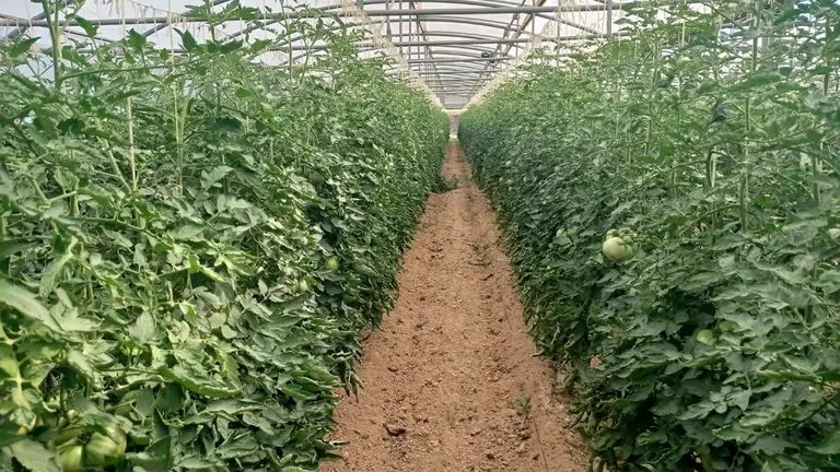 Cultivos de tomate rosa de Barbastro