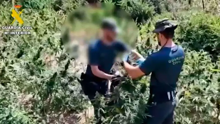 Dos personas fugadas y m&aacute;s de 3.400 plantas de marihuanna en una macrooperaci&oacute;n en Graus