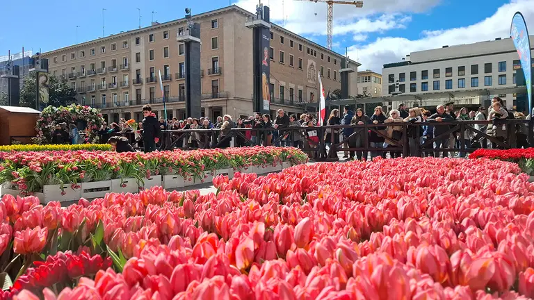 2.050 ramos de tulipanes han llenado la plaza del Pilar