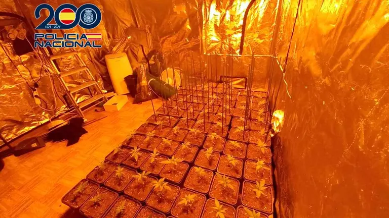 el robo de un bolso lleno de joyas condujo a los agentes hasta una plantaci&oacute;n indoor de marihuana con casi 80 plantas.