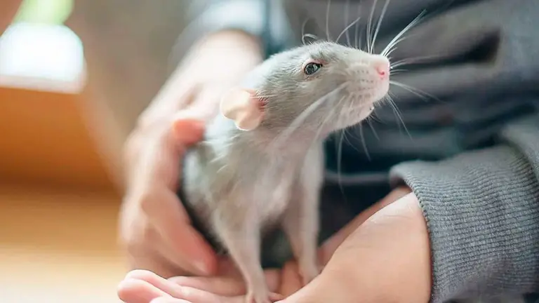 Plaga de ratas en el centro de Zaragoza. Foto generada con IA