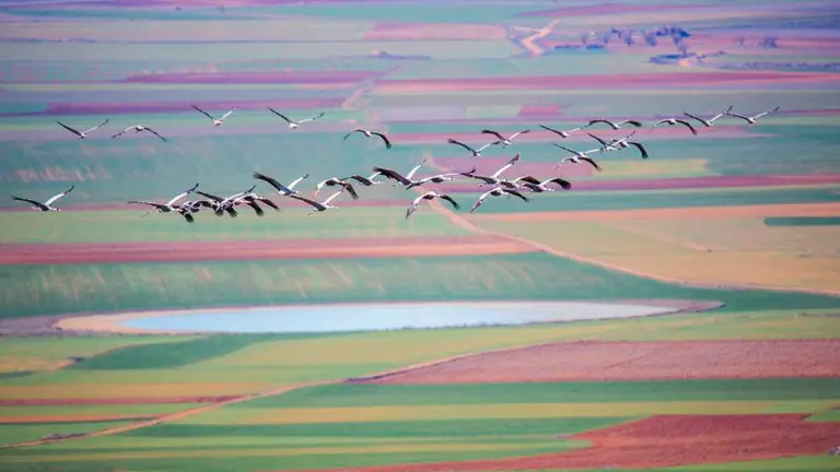 Reserva natural de Gallocanta. Foto: Turismo de Arag&oacute;n