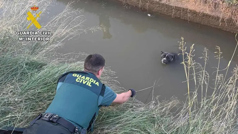 El Pitbull atrapado en una acequia de La Almunia, una hembra, estaba exhausto tras casi dos d&iacute;as atrapado.