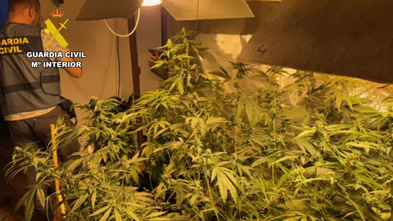 MARIHUANA-4