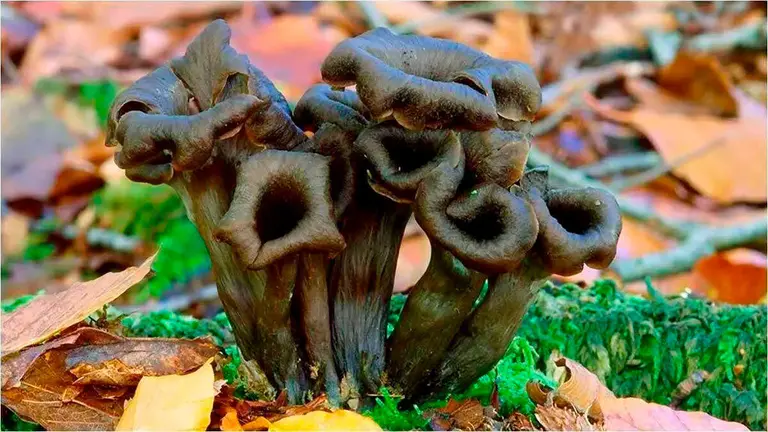La trompetilla negra es una variedad que se puede encontrar en el Moncayo. Foto: Web parquemicologicoerro.com