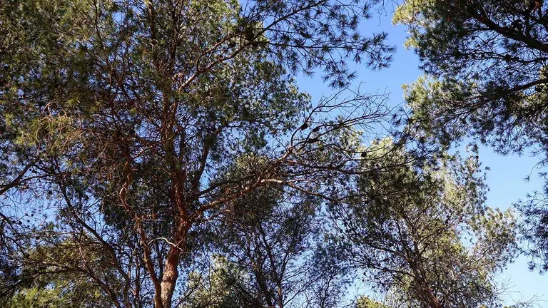 &aacute;rboles-distrito-sur-zaragoza-alcorques-vac&iacute;os-ayuntamiento