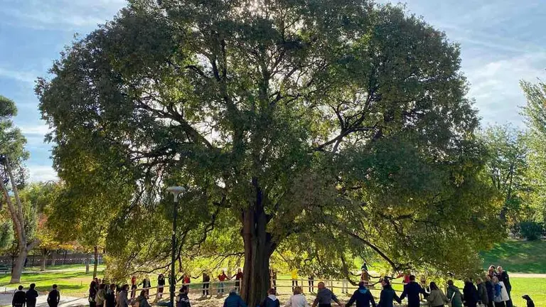 Vecinos rodeando el &aacute;rbol candidato a Arbol del A&ntilde;o. Foto. I.B
