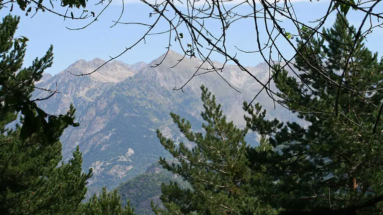 bosque