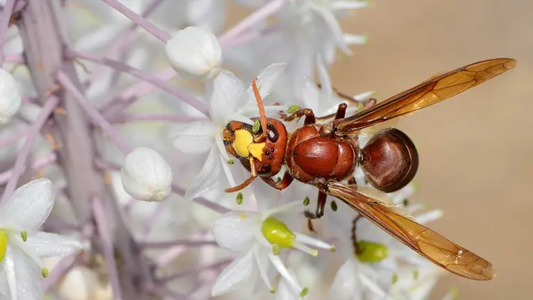 El avisp&oacute;n oriental (Vespa orientalis) es una especie de insecto himen&oacute;ptero de la familia Vespidae. Foto: Wikipedia