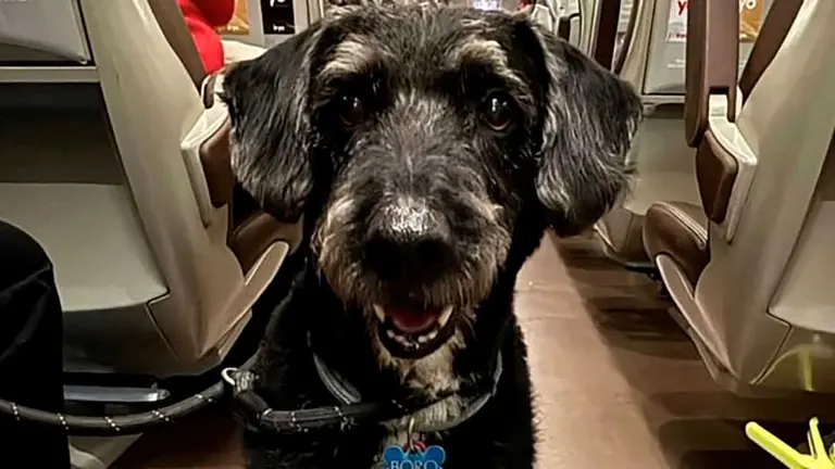 Localizan con vida a Boro, el perro de dos pasajeras que se hab&iacute;a perdido tras el accidente ferroviario en Adamuz (C&oacute;rdoba). Fuente: @gonzalomatilla_ / X