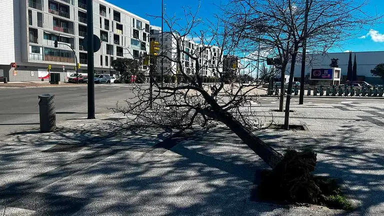 Las fuertes rachas de viento registradas este s&aacute;bado en Zaragoza derribaron algunos &aacute;rboles, como este en el entorno del Pabell&oacute;n Pr&iacute;ncipe Felipe. Foto: Yolanda Taranc&oacute;n