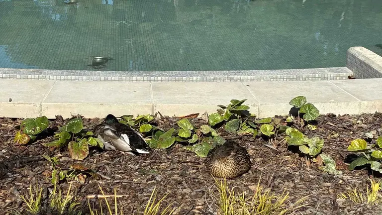 Patos descansando junto a la nueva fuente del Jard&iacute;n Bot&aacute;nico. Foto: Arag&oacute;n Press. Guillermo Pem&aacute;n