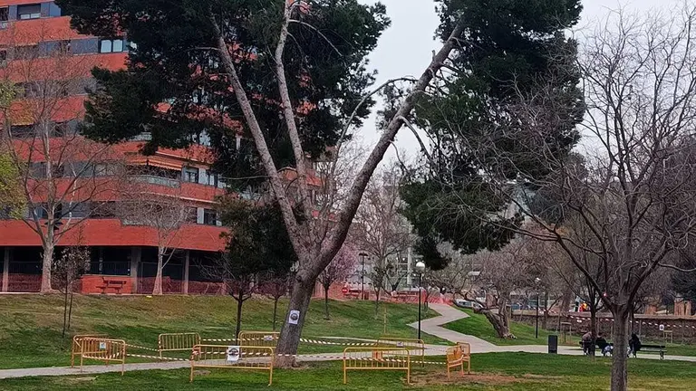 pino-parque-bruil-en-peligro