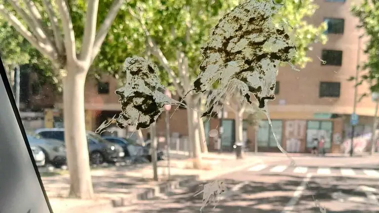 caca-p&aacute;jaro-la-jota-zaragoza-quejas-vecinos