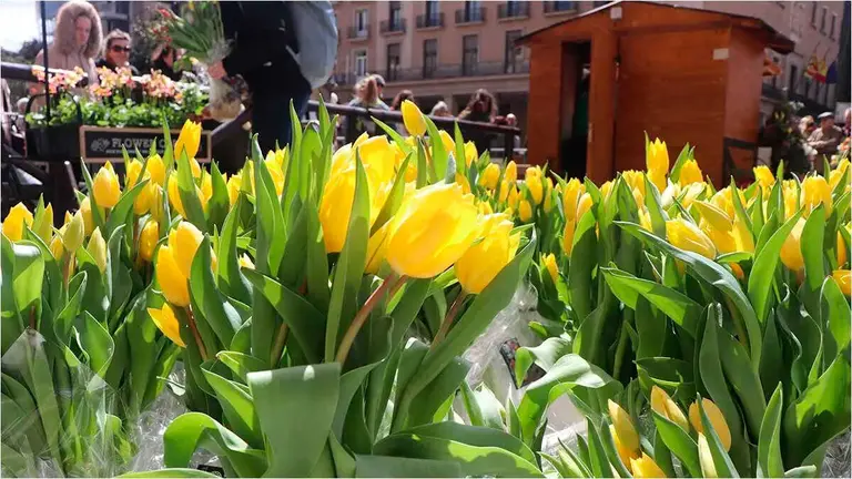tulipanes3