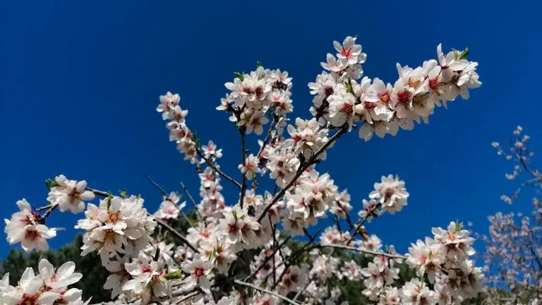 Almendros en floraci&oacute;n temprana en Madrid por razones clim&aacute;ticas. Foto: Servimedia / E. Fdez
