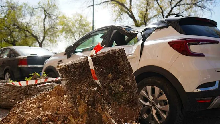 coche-aplastado-por-arbol-lf-10
