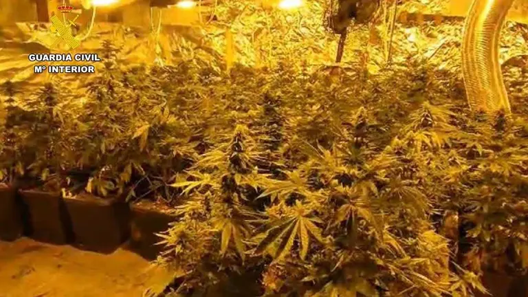 Agentes de la Guardia Civil hallaron un total de 136 plantas de cannabis sativa en distintos estados de crecimiento en una casa cueva de &Eacute;pila.