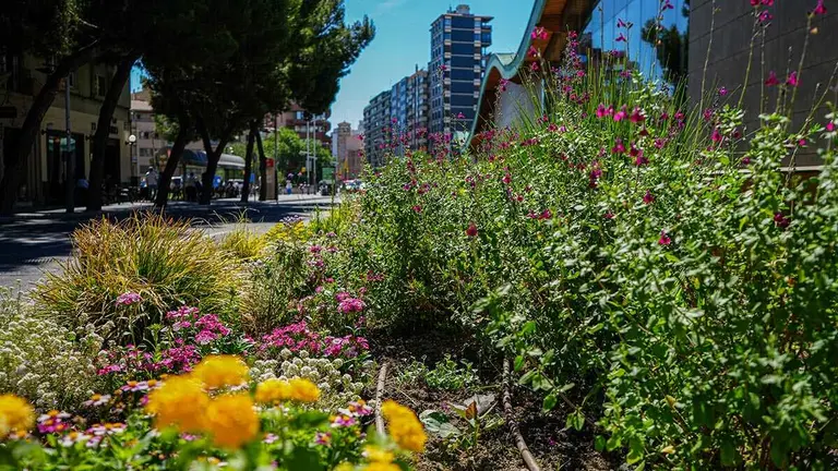 plantaci&oacute;n plantas zaragoza barrios florece gaudes (1)