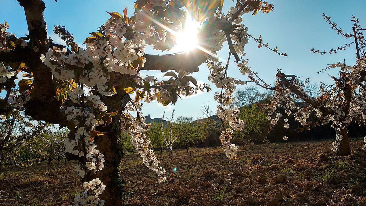 Los almendros y cerezos de los campos aragoneses empiezan ya a teñirse creando un espectáculo único
