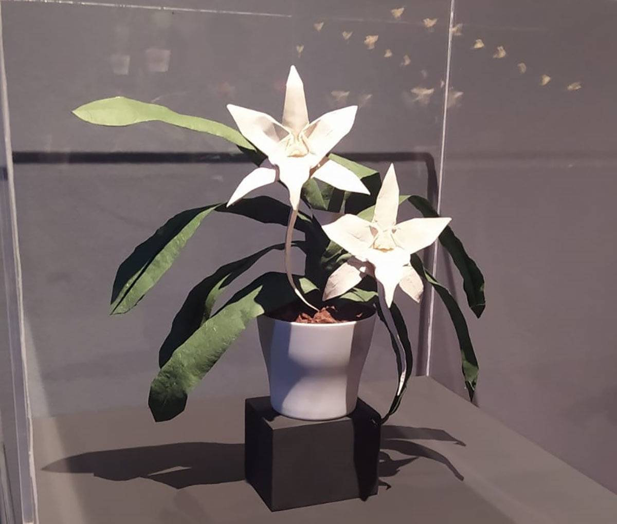 Orquídea de Darwin hecha de origami