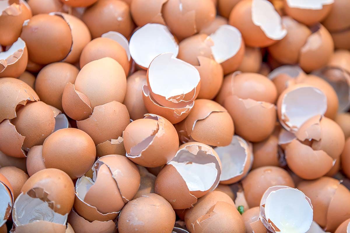 huevos