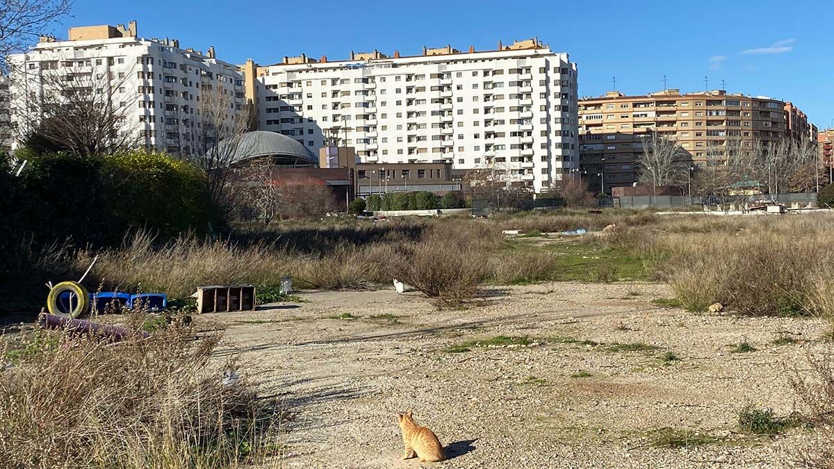 gatos2