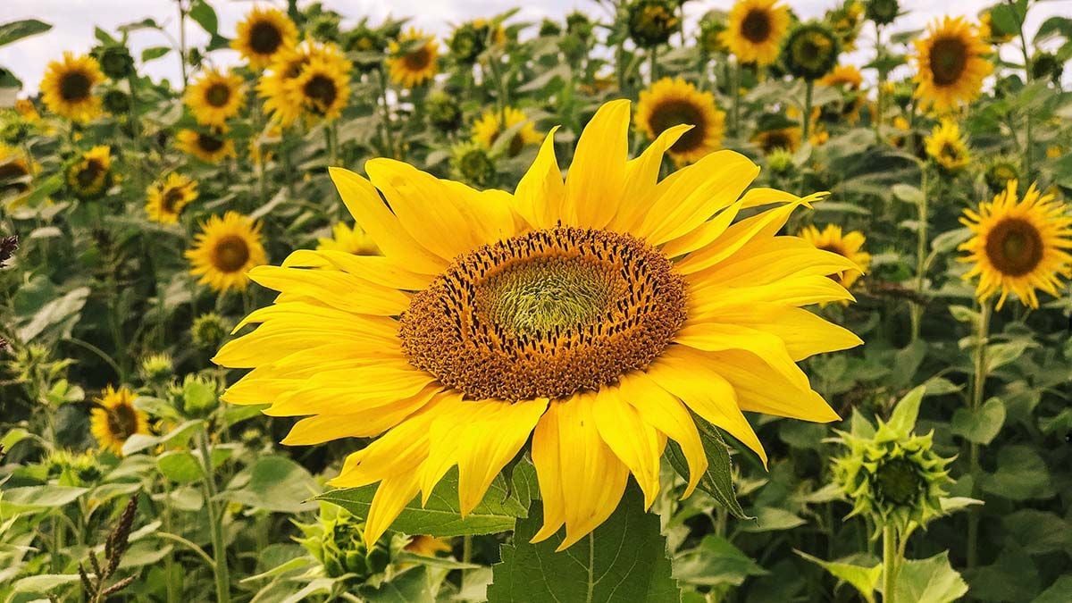 girasol