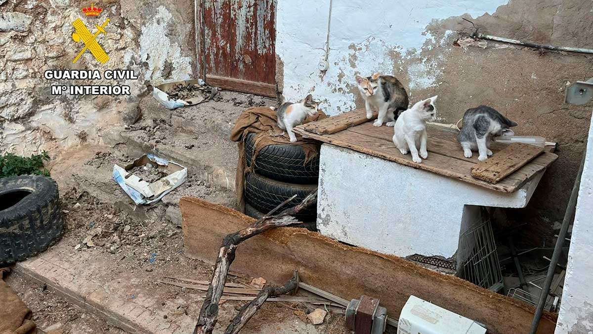 Más de diez gatos rescatados con síntomas de maltrato animal en Bulbuente